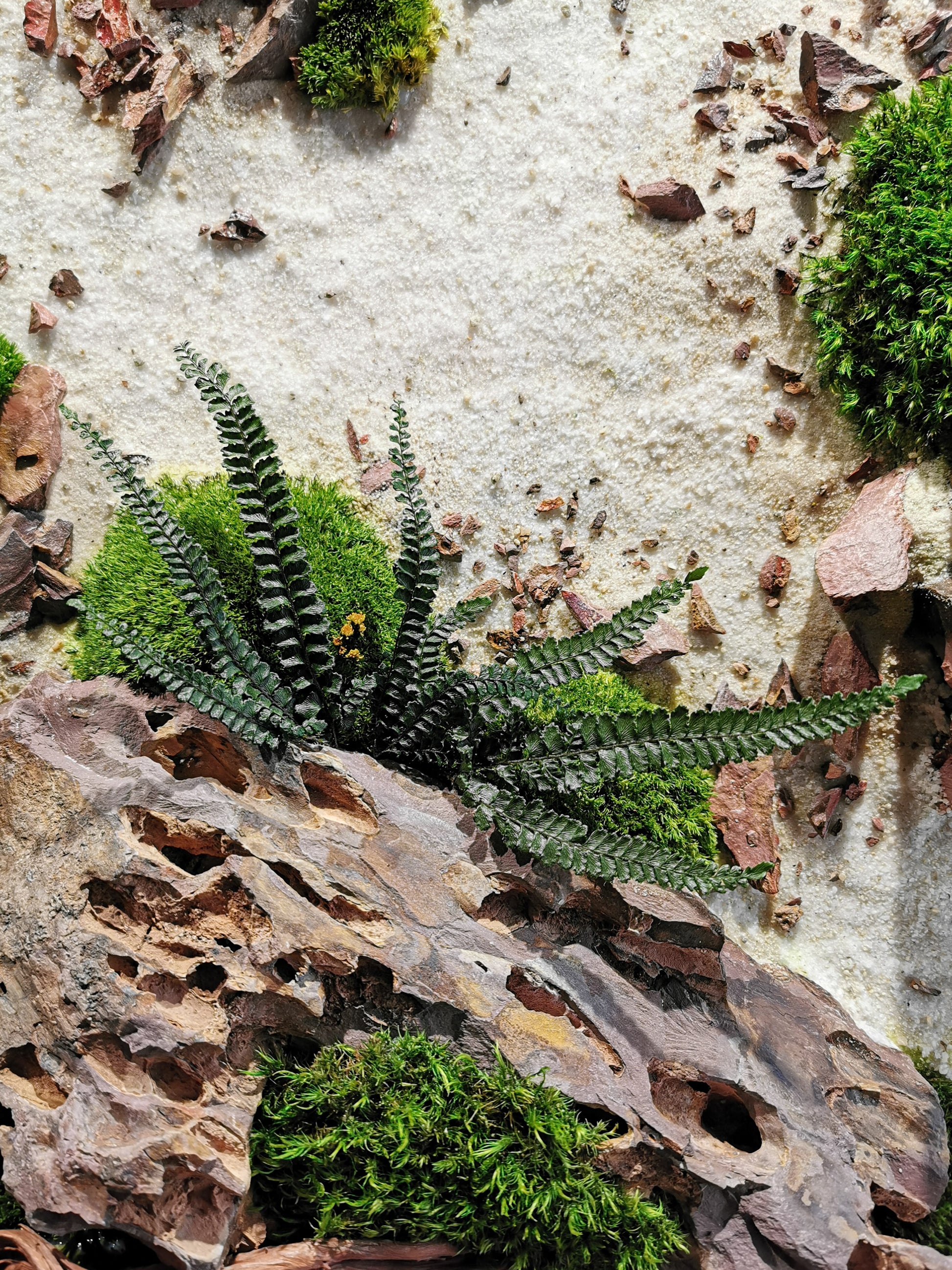 Holzbild Moosbild