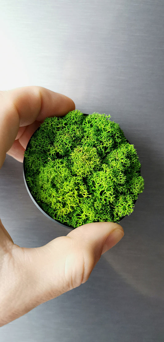 Maßgefertigt Geschenk Mini Moosbild Magnetisch Pflanzenbild Ø 7cm Wandbild/Kühlschrank "Green Lichen" inkl. Wandhalterung