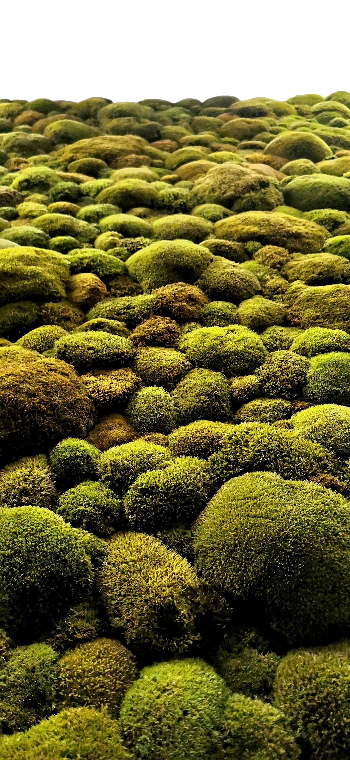 Custom-made large moss picture XXL 'Green Hills' for living room &amp; kitchen - moss mix plant picture 120-200cm