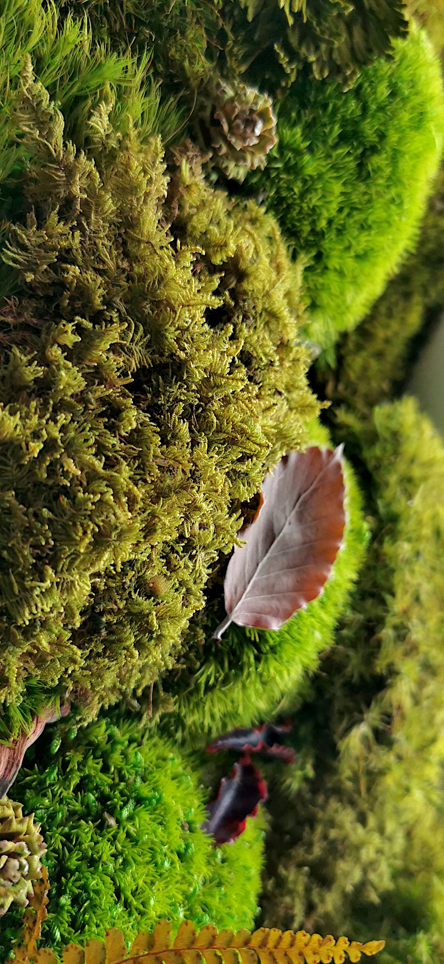 Moosbild Waldbild