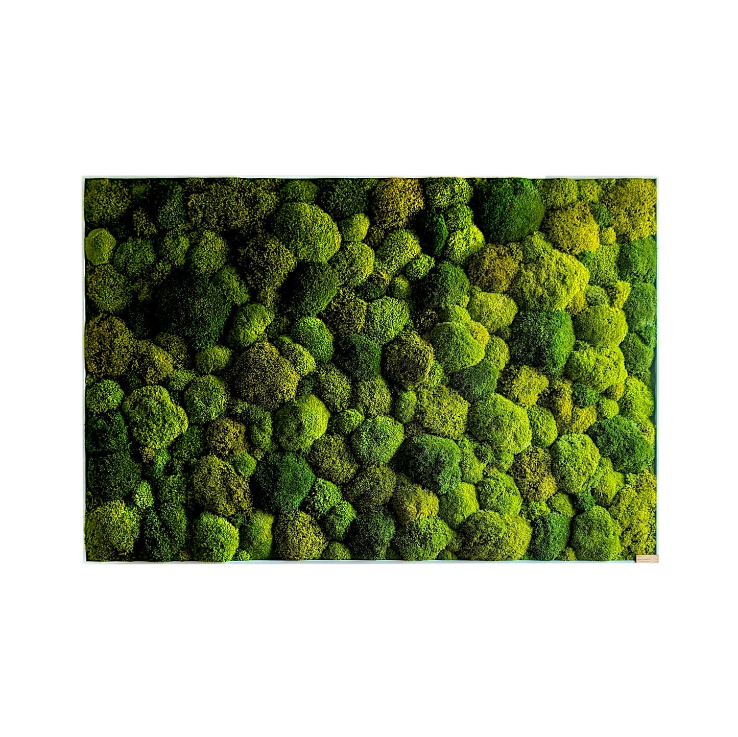 Maßgefertigtes großes Moosbild XXL 'Green Hills' für Wohnzimmer & Küche - Moosmix Pflanzenbild 120-200cm