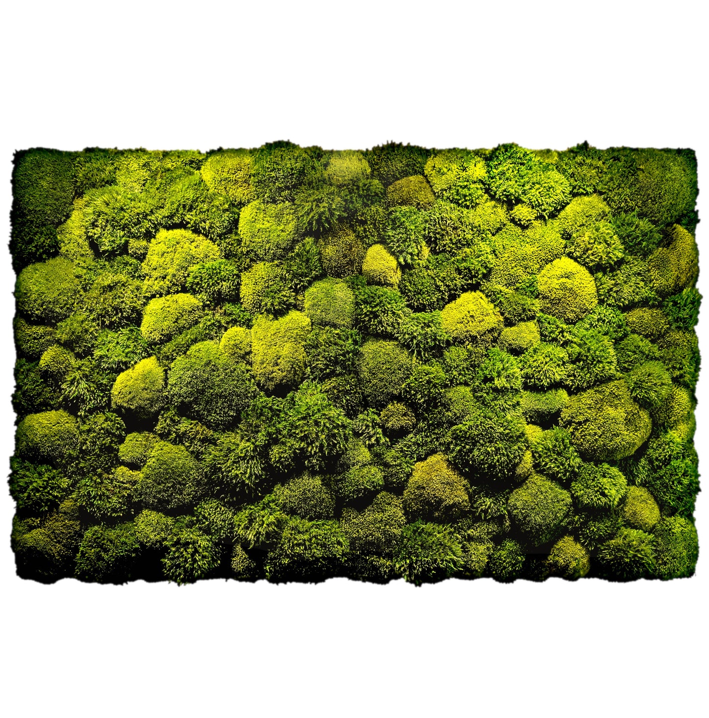 Custom-made moss picture dentist's office moss mix plant picture 120 - 200cm plant picture "Moss Mix"