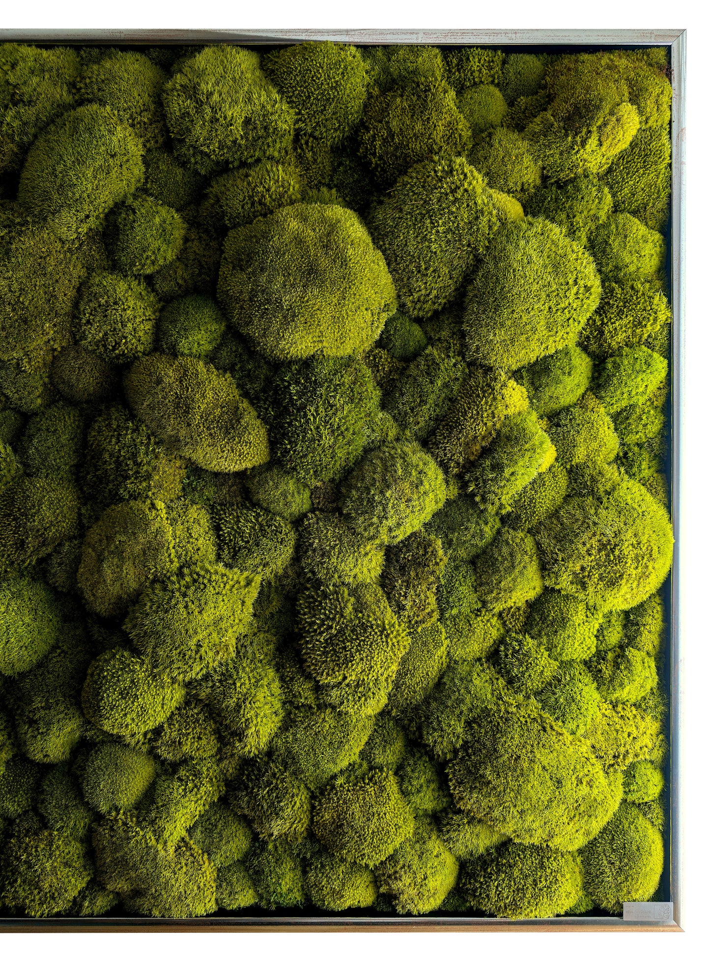 Custom-made large moss picture XXL 'Green Hills' for living room &amp; kitchen - moss mix plant picture 120-200cm